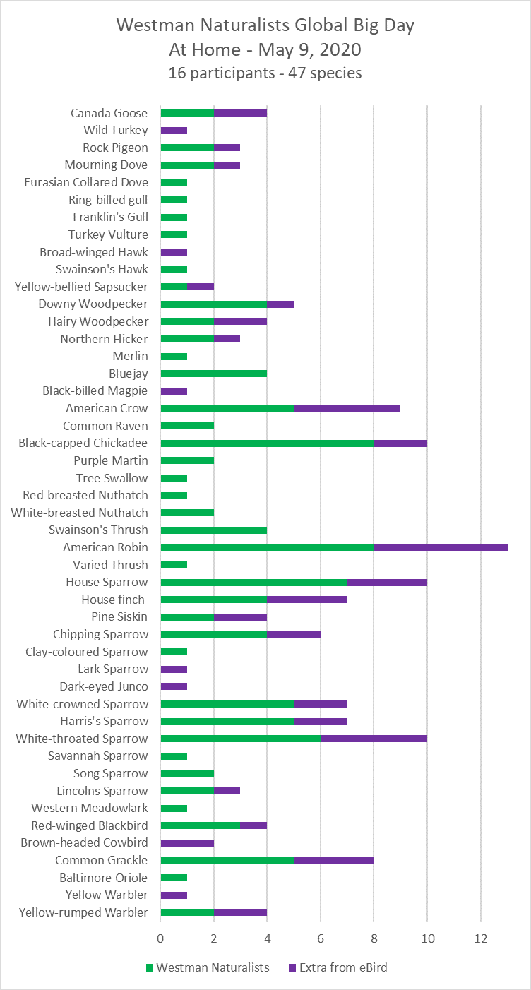 Bar graph showing number of species seen in the area during hte Big Day of 2020